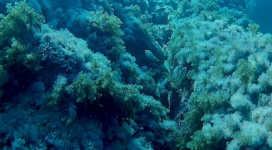 Descending to 35m